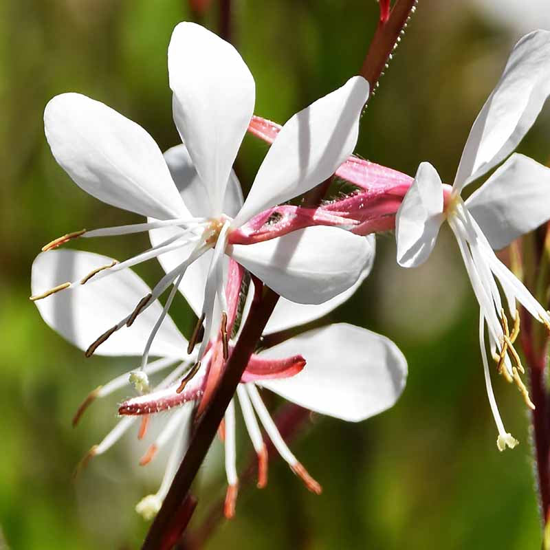 Gaura Lindheimeri Flower seeds for Planting - Colorful Display, Heirloom & GMO Free Seeds for Home Garden
