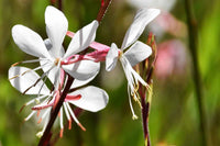 Gaura Lindheimeri Flower seeds for Planting Compact Growth Heirloom & GMO Free Seeds for Home Garden