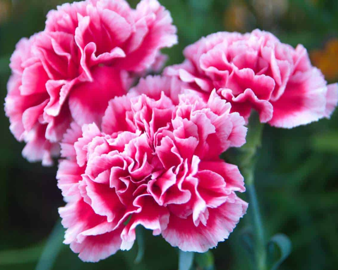 Pink Carnation Flower seeds for Planting Colorful Display Heirloom & GMO Free Seeds for Home Garden 
 
 Sale