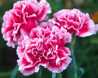 Pink Carnation Flower seeds for Planting Colorful Display Heirloom & GMO Free Seeds for Home Garden 
 
 Sale