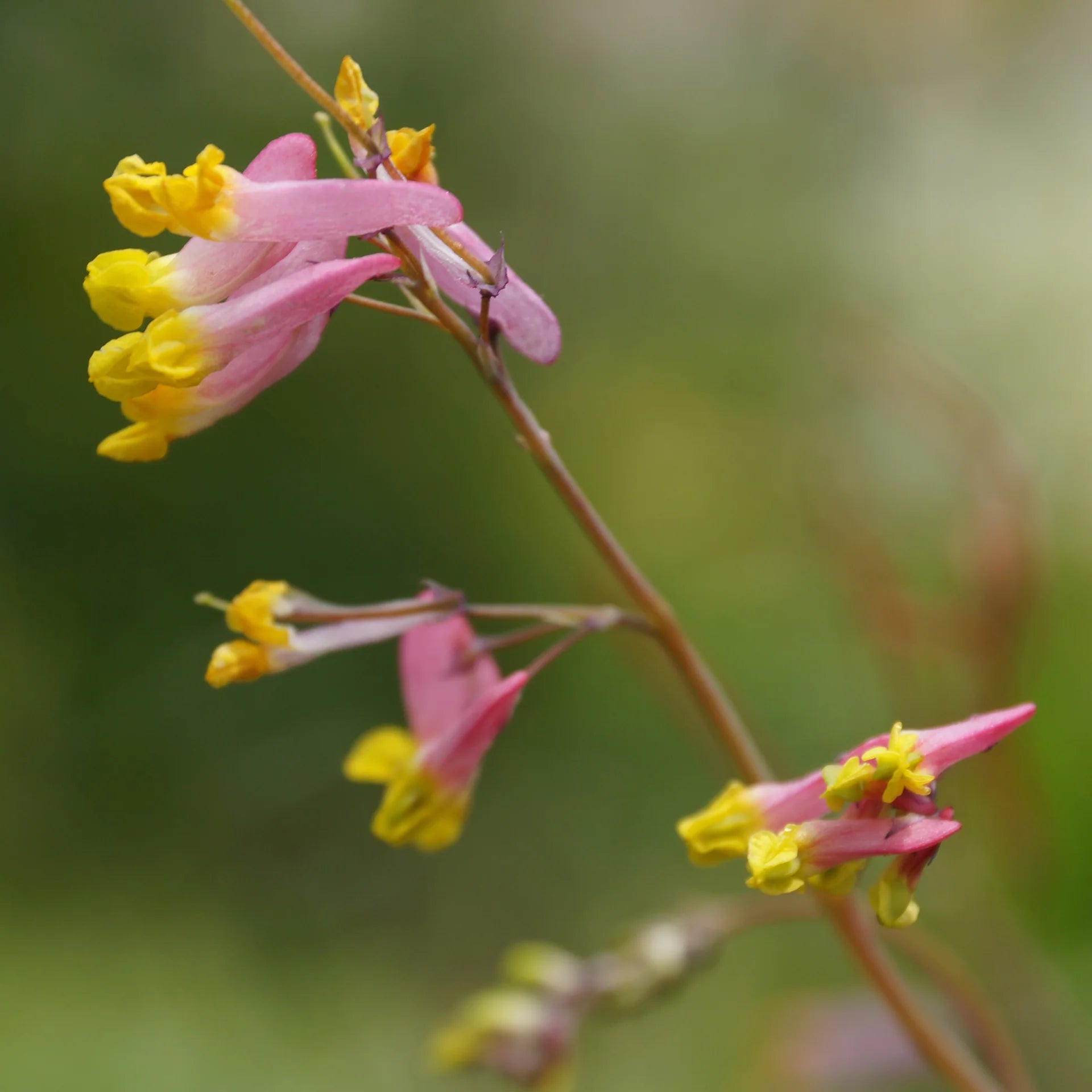 Corydalis Sempervirens Flower seeds for Planting Perfect for Borders Heirloom & GMO Free Seeds for Home Garden