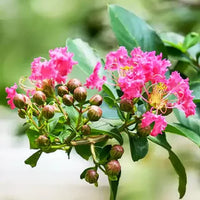 Pink Crape Myrtle Flower seeds for Planting Compact Growth Heirloom & GMO Free Seeds for Home Garden 
 
 Sale