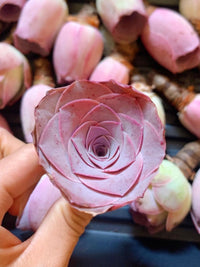 Purple Green Greenovia Flower Seeds for Planting Fragrant Blossoms Heirloom & GMO Free Seeds for Home Garden
 
 Sale