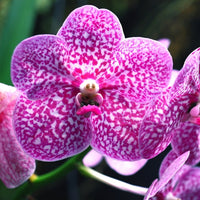 Pink Orchid Flower seeds for Planting Long Bloom Season Heirloom & GMO Free Seeds for Home Garden 
 
 Sale