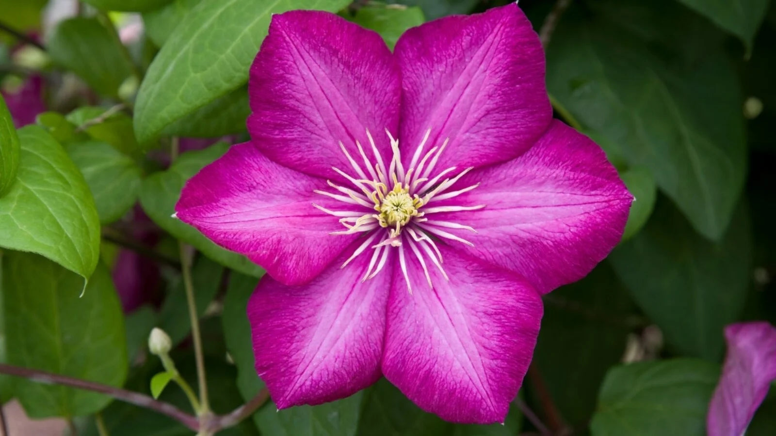 Pink Yellow Clematis Flower seeds for Planting - Colorful Display, Heirloom & GMO Free Seeds for Home Garden