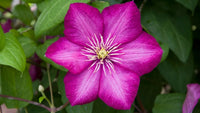 Pink Yellow Clematis Flower seeds for Planting - Colorful Display, Heirloom & GMO Free Seeds for Home Garden