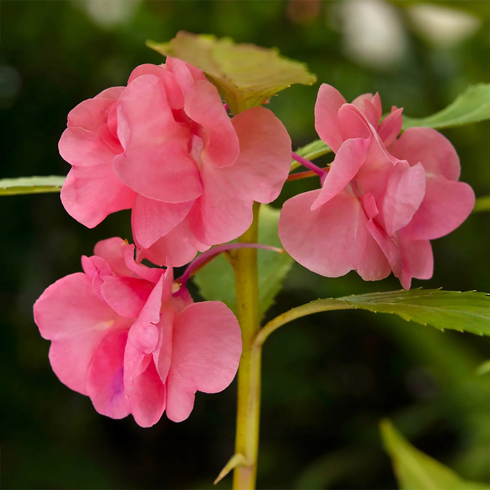 Pink Balsam Flower seeds for Planting Home Garden Favorite Heirloom & GMO Free Seeds For Home Garden 
 
 Sale