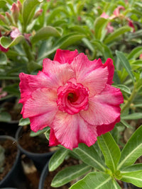 Bonsai Rose Flower seeds for Planting Hardy Variety Heirloom & GMO Free Seeds for Home Garden