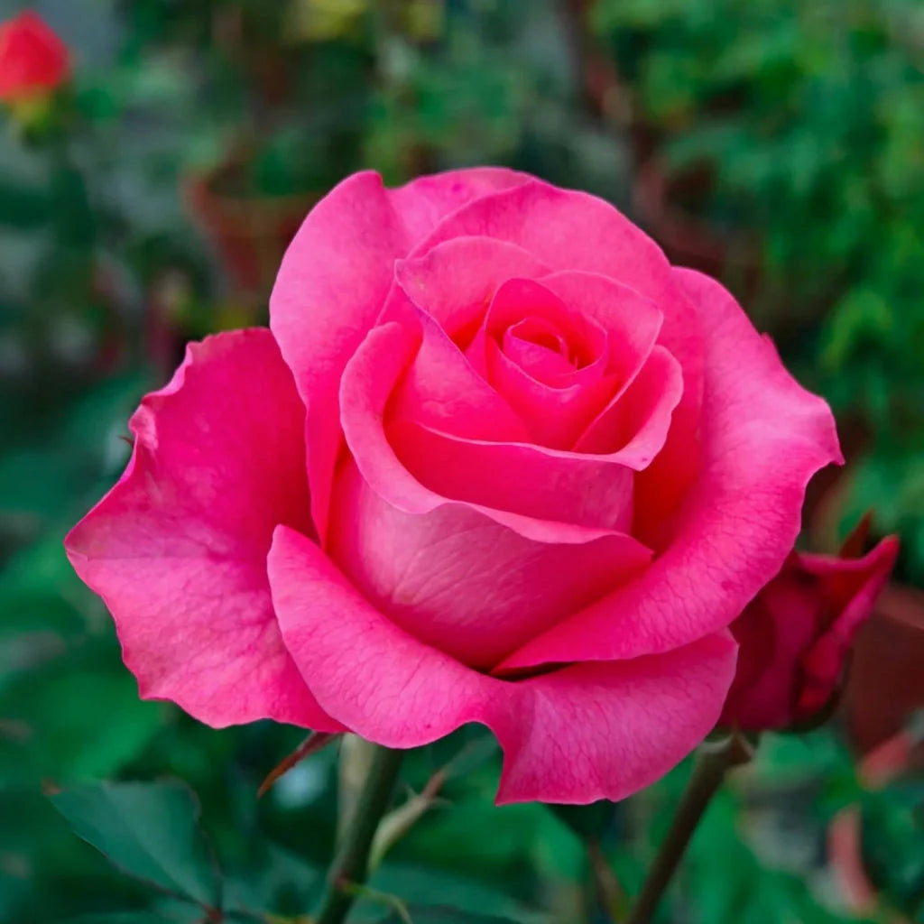 Pink Rose Flower seeds for Planting Cottage Garden Essential Heirloom & GMO Free Seeds for Home Garden 
 
 Sale