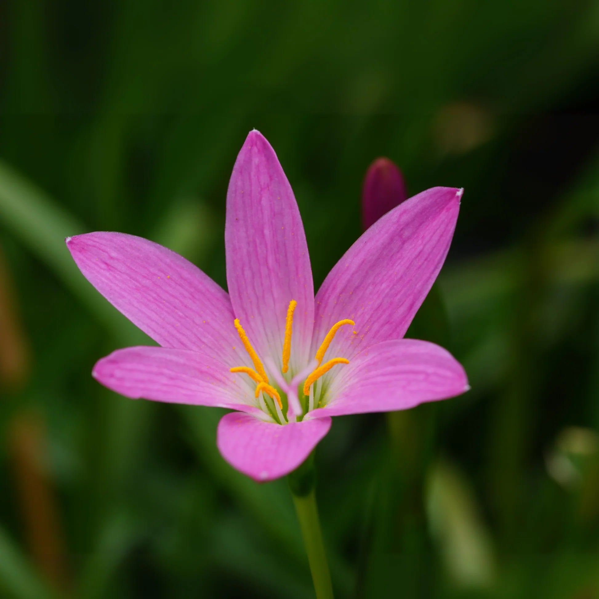 Zephyranthes Flower Planting Seed - Ideal for Vibrant Garden Blooms and Easy Care