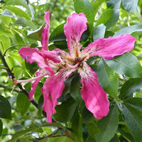 Chorisia Insignis Flower seeds for Planting - Premium Quality, Heirloom & GMO Free Seeds for Home Garden