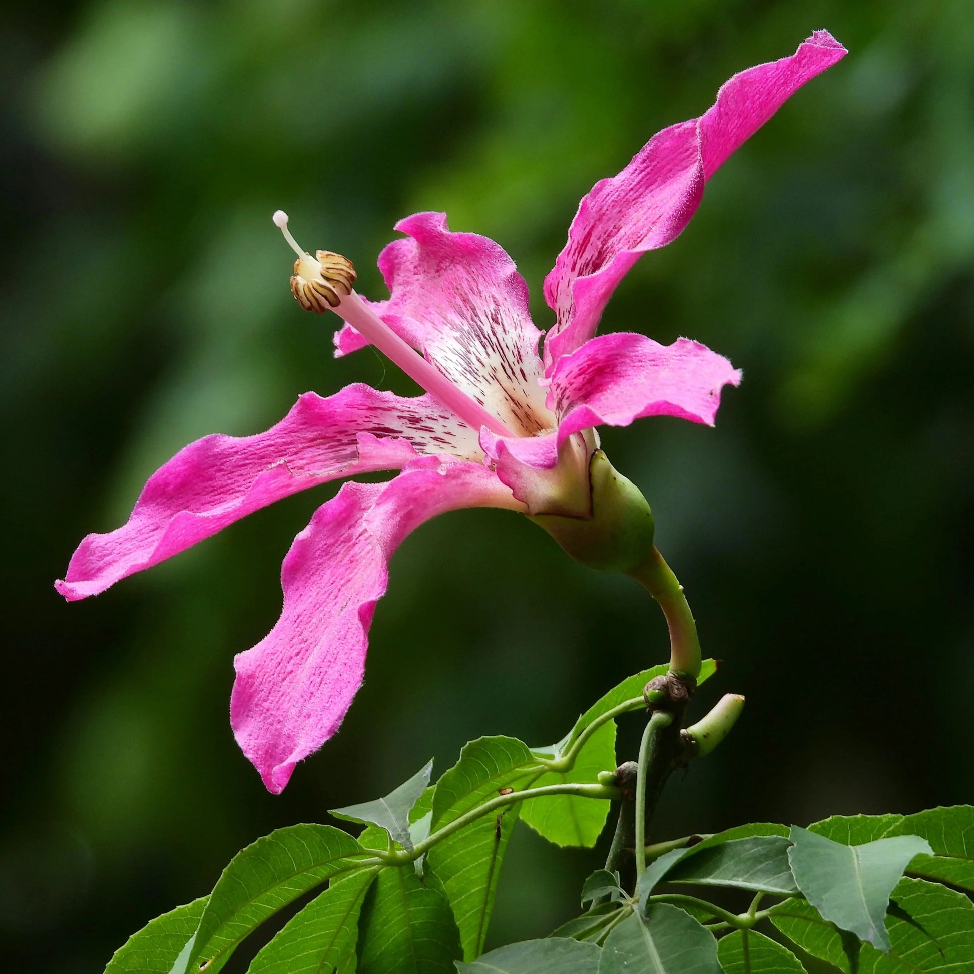 Chorisia Speciosa Flower seeds for Planting Sun Loving Heirloom & GMO Free Seeds for Home Garden