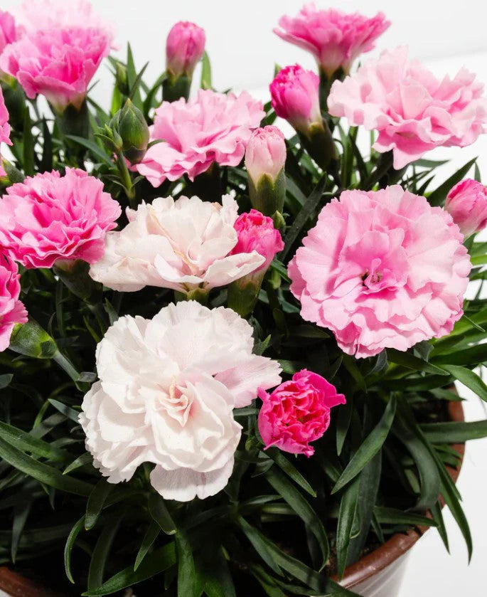 Pale Pink Carnation Flower Seeds Shade Tolerant Heirloom & GMO Free Seeds for Home Garden
 
 Sale