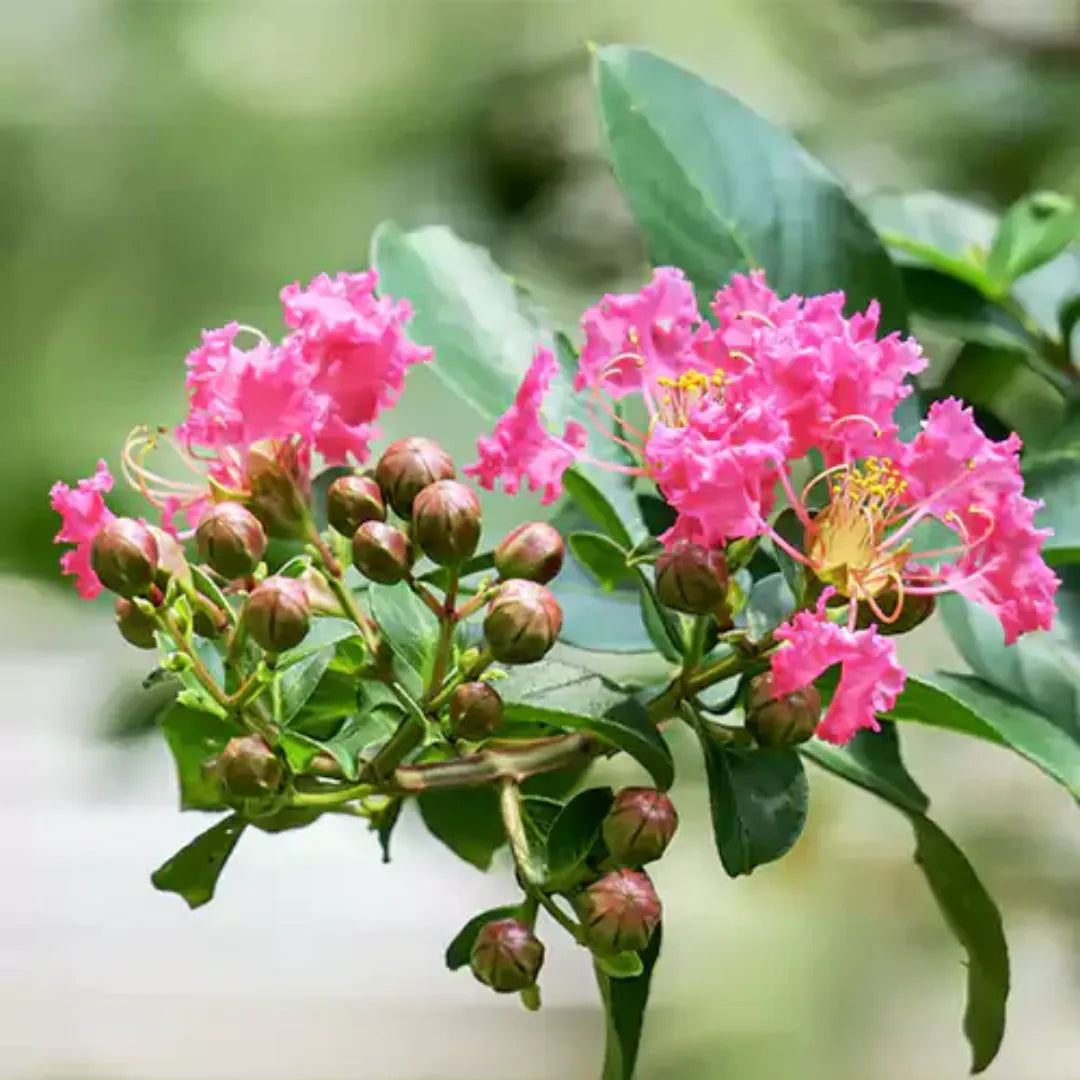 Myrtle Flower seeds for Planting Drought Tolerant Heirloom & GMO Free Seeds for Home Garden