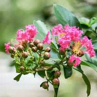 Myrtle Flower seeds for Planting Drought Tolerant Heirloom & GMO Free Seeds for Home Garden