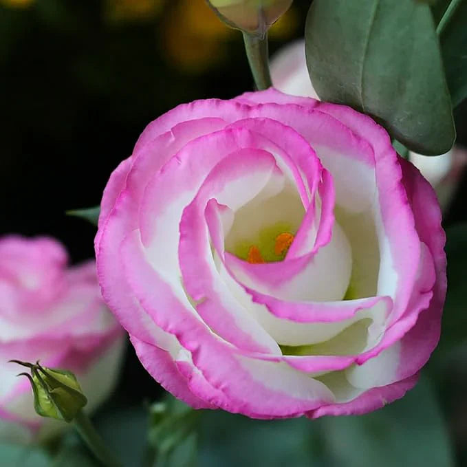 Pink Eustoma Seeds for Planting