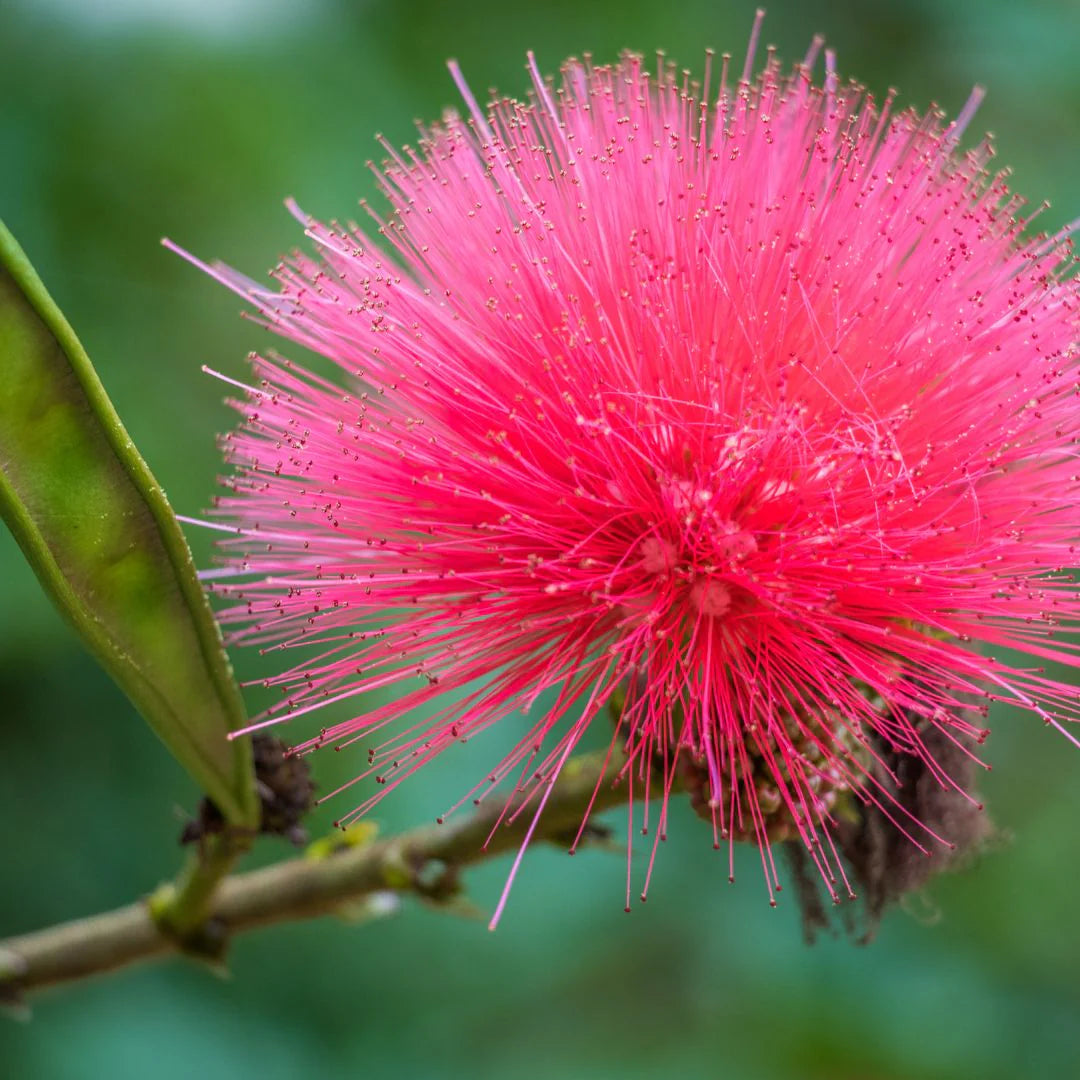 Pink Mimosa Flower seeds for Planting - Garden Favorite, Heirloom & GMO Free Seeds for Home Garden
