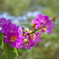 Lagerstroemia Flower seeds for Planting Perfect for Borders Heirloom & GMO Free Seeds for Home Garden
