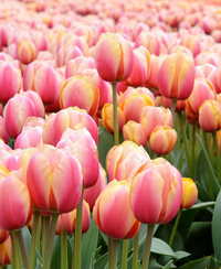Yellow Pink Tulip Flower seeds for Planting - Premium Quality, Heirloom & GMO Free Seeds for Home Garden