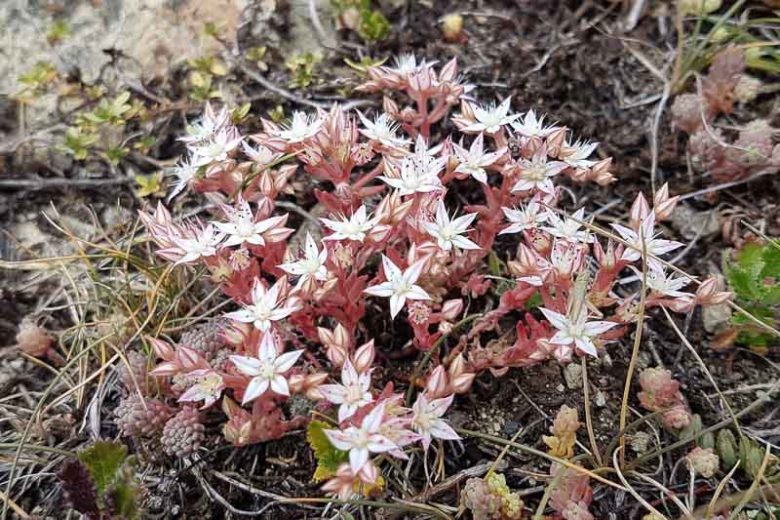 White Sedum Acre Flower seeds for Planting Low Maintenance Heirloom & GMO Free Seeds for Home Garden
 
 Sale
