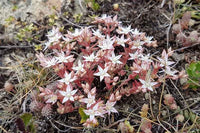 White Sedum Acre Flower seeds for Planting Low Maintenance Heirloom & GMO Free Seeds for Home Garden
 
 Sale