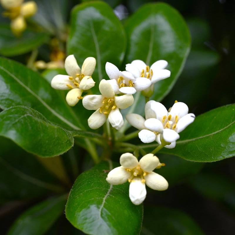 Pittosporum Tobira Flower seeds for Planting - Cut Flower Favorite, Heirloom & GMO Free Seeds for Home Garden