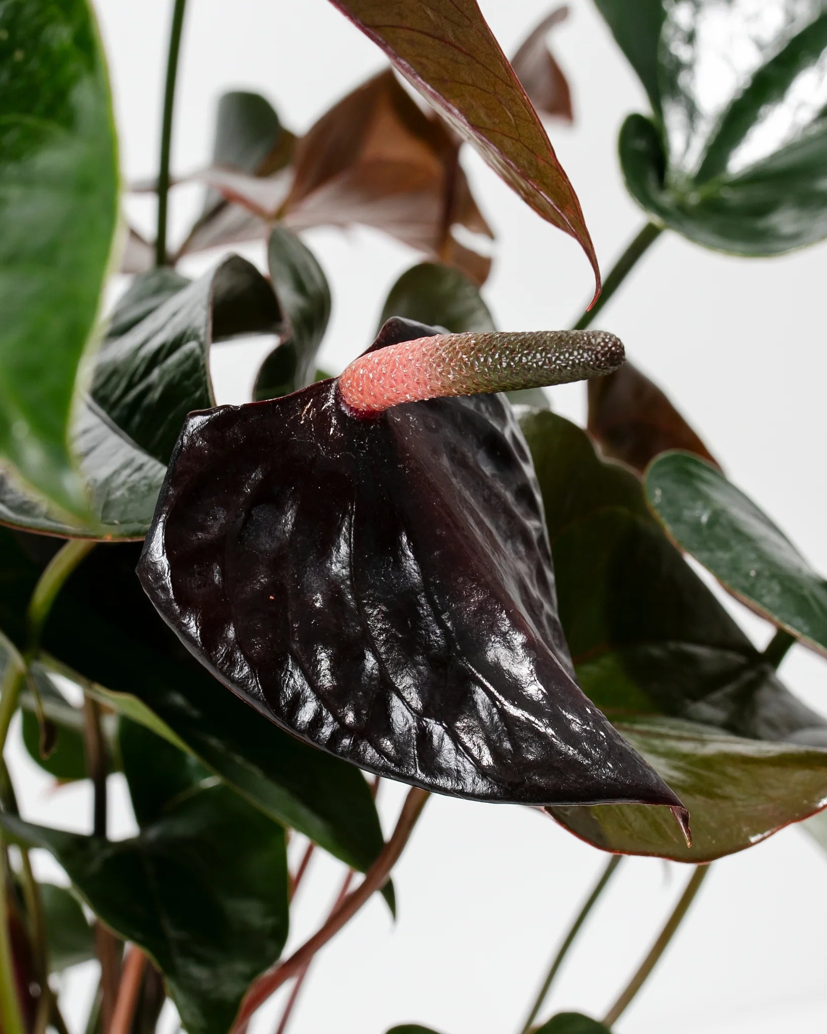 Black Anthurium Flower seeds for Planting Shade Tolerant Heirloom & GMO Free Seeds for Home Garden