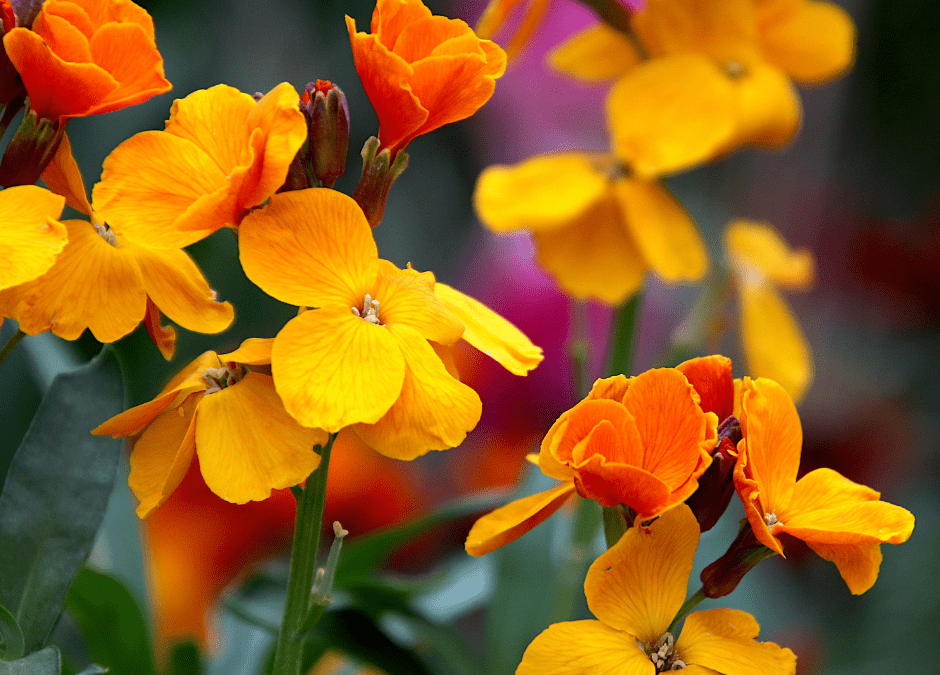 Orange Wall Flower seeds for Planting - Seasonal Bloomer, Heirloom & GMO Free Seeds for Home Garden