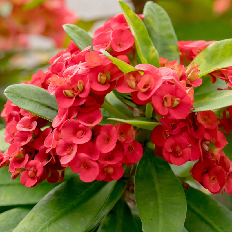 Red Euphorbia Flower seeds for Planting - Cottage Garden Essential, Heirloom & GMO Free Seeds for Home Garden