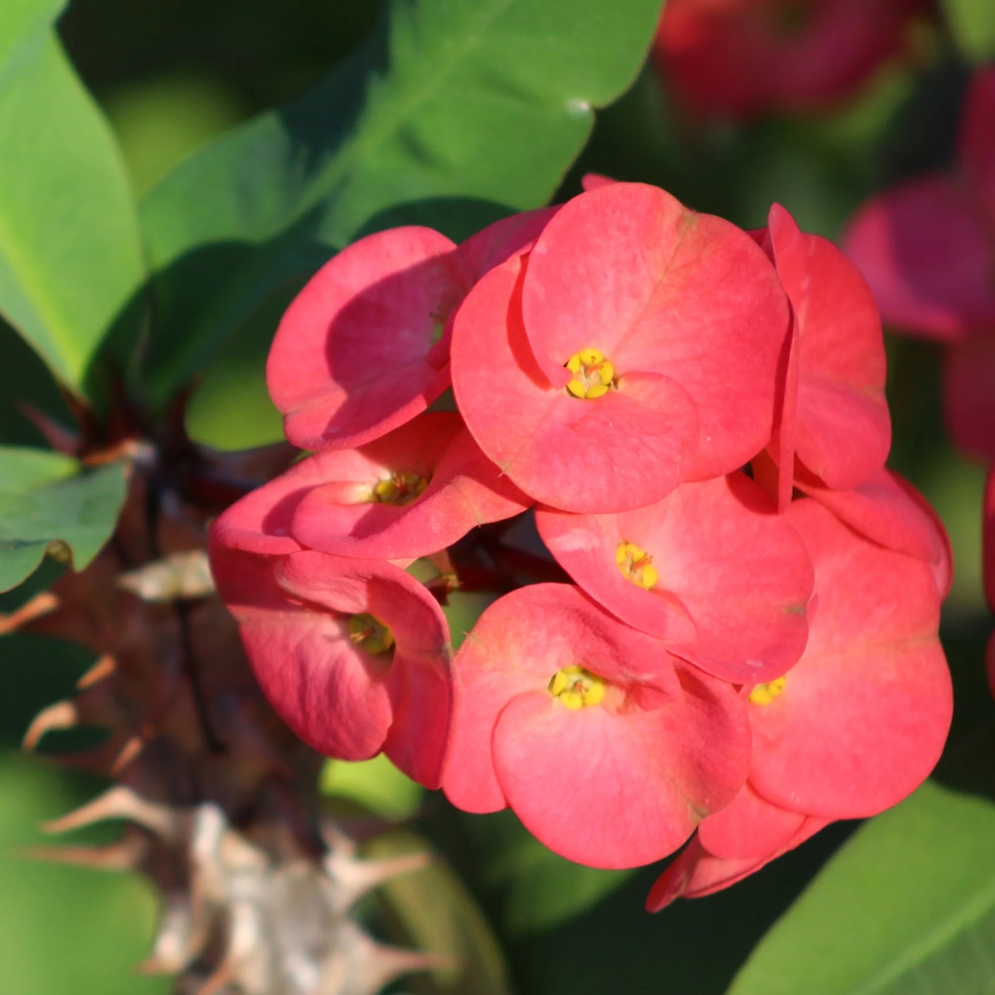Pink Green Euphorbia Milii Flower seeds for Planting - Seasonal Bloomer, Heirloom & GMO Free Seeds for Home Garden