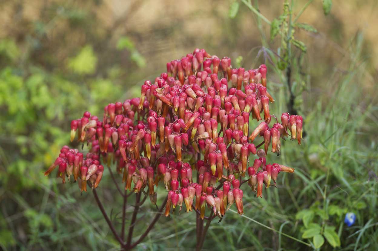 Kalanchoe Gastonis Flower seeds for Planting Pollinator Friendly Heirloom & GMO Free Seeds for Home Garden