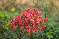 Kalanchoe Gastonis Flower seeds for Planting Pollinator Friendly Heirloom & GMO Free Seeds for Home Garden