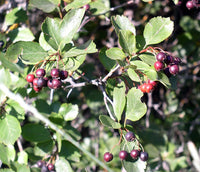 Black Hawthorn Seeds for Planting: Premium Quality Fruit Planting Seeds