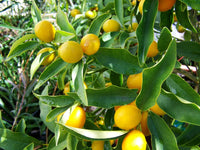 Eureka Fruit Seeds for Easy Planting
