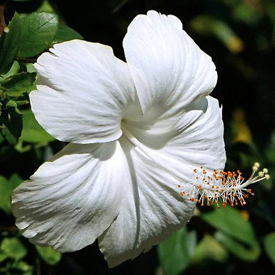 White Hibiscus Flower seeds for Planting Cut Flower Favorite Heirloom & GMO Free Seeds for Home Garden