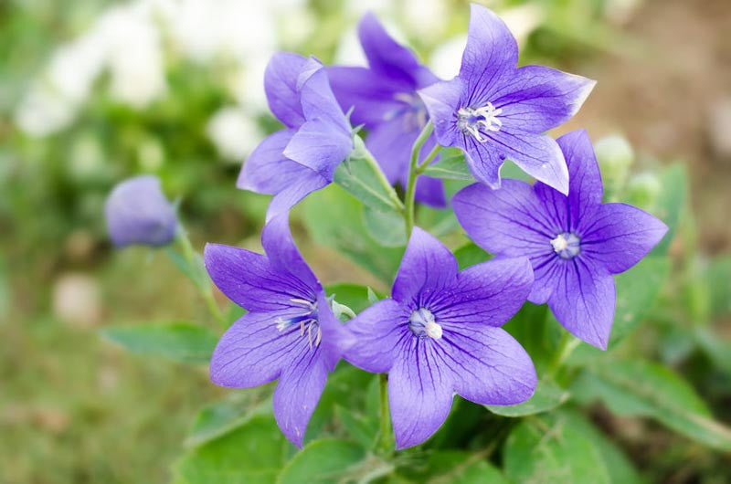 Platycodon Balloon Flower Seeds for Puffy, Perennial Garden Blooms