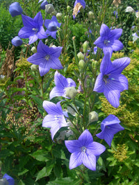 Patycodon Flower seeds for Planting Low Maintenance Heirloom & GMO Free Seeds for Home Garden
 
 Sale