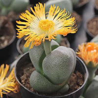 Pleiospilos Flower seeds for Planting Premium Quality Heirloom & GMO Free Seeds for Home Garden