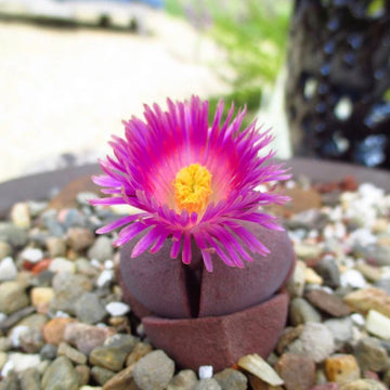 Pleiospilos Nelii Flower seeds for Planting - Cottage Garden Essential, Heirloom & GMO Free Seeds for Home Garden