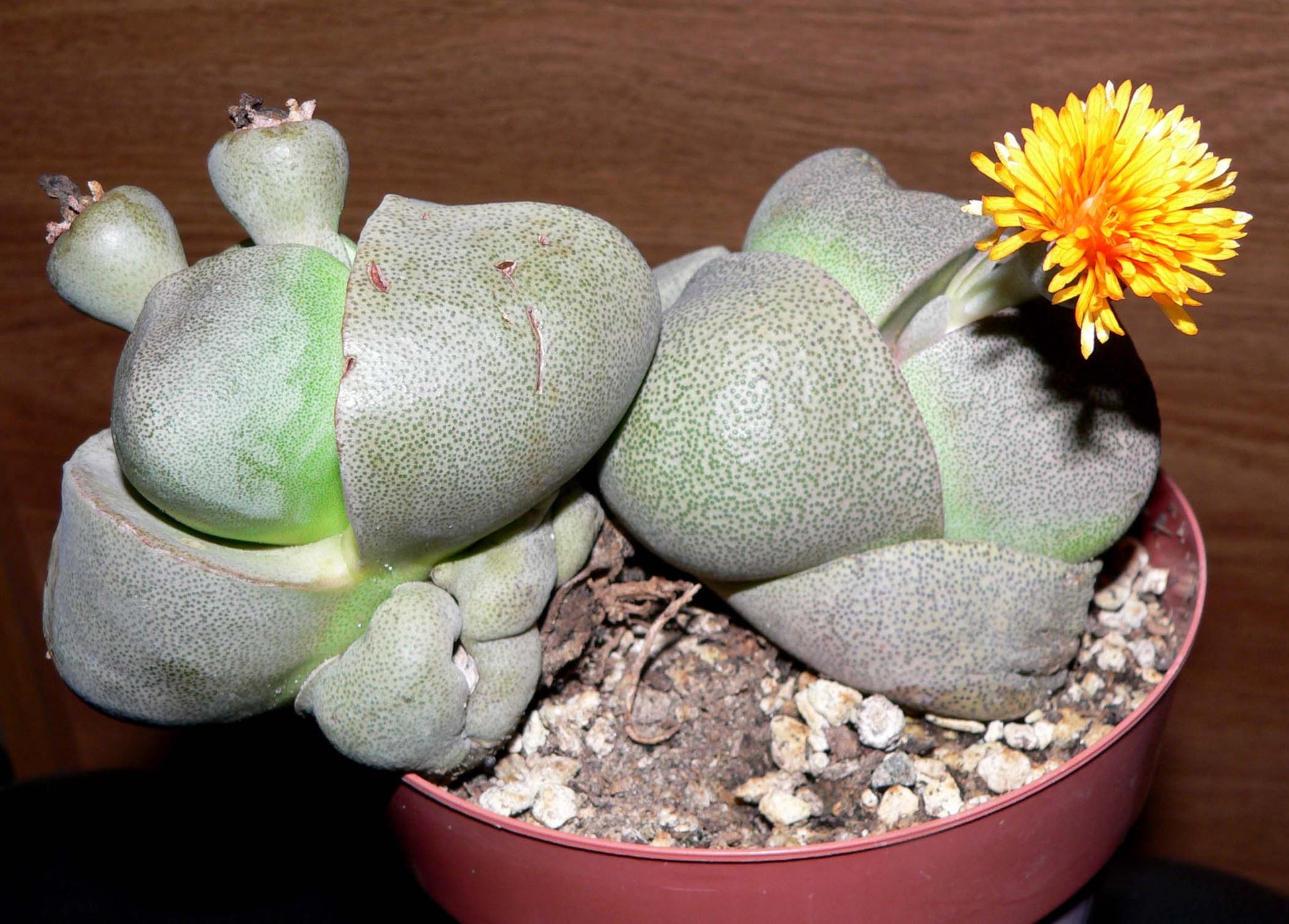 Succulent Flower seeds for Planting Sun Loving Heirloom & GMO Free Seeds for Home Garden
