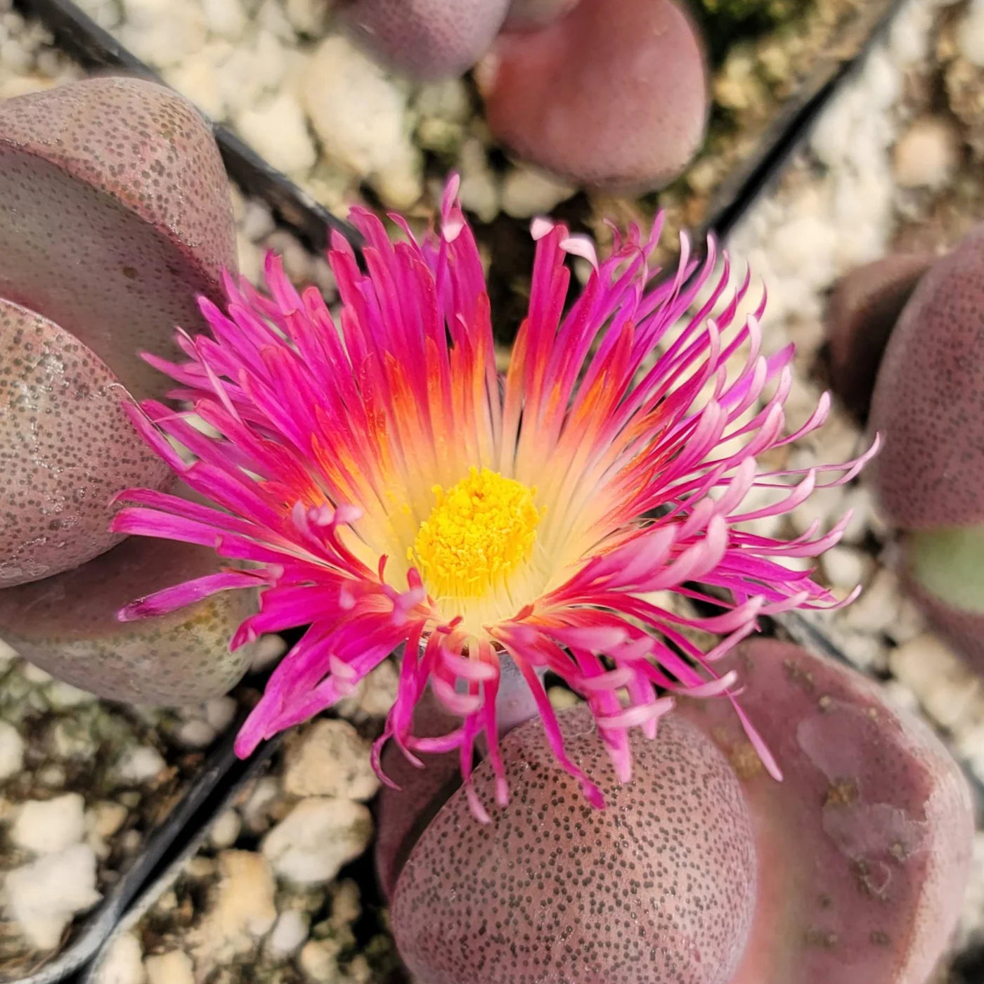 Pleiospilos Nelii Flower seeds for Planting - Cottage Garden Essential, Heirloom & GMO Free Seeds for Home Garden