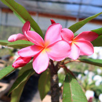 Pink Egg Flower Seeds for Planting and Garden Compact Growth Heirloom & GMO Free Seeds for Home Garden
 
 Sale