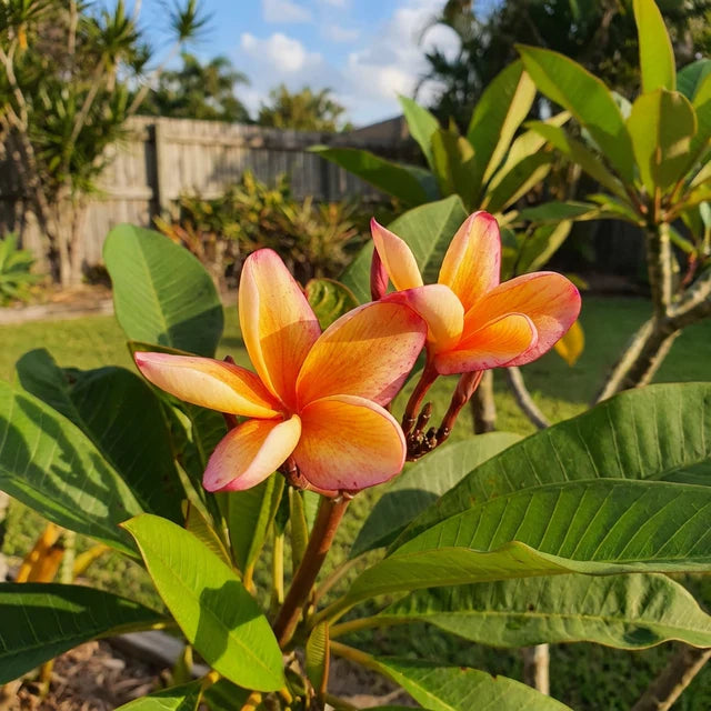 Orange Yellow Plumeria Flower Seeds – Fragrant, Vibrant Blooms for Tropical Gardens