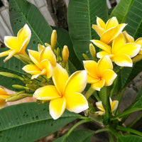Frangipani Light Yellow Flower seeds for Planting - Easy to Grow, Heirloom & GMO Free Seeds for Home Garden