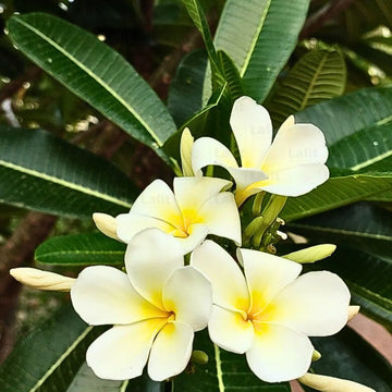 Plumeria Flower seeds for Planting - Long Bloom Season, Heirloom & GMO Free Seeds for Home Garden