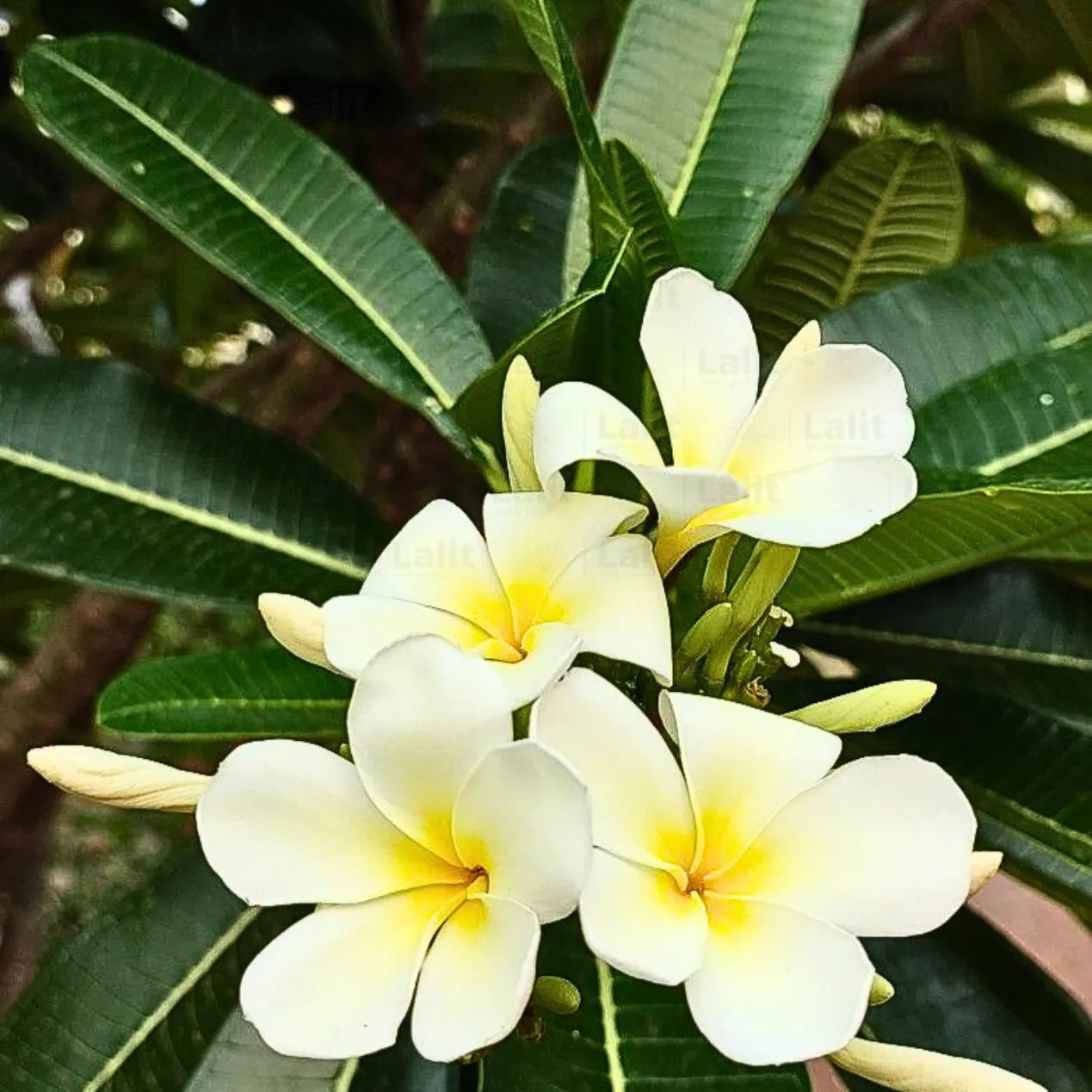 White Frangipani Flower seeds for Planting - Compact Growth, Heirloom & GMO Free Seeds for Home Garden