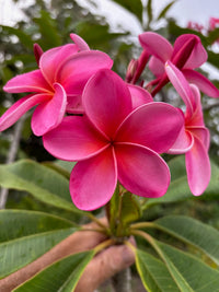 Pink & Yellow Egg Flower seeds for Planting - Low Maintenance, Heirloom & GMO Free Seeds for Home Garden