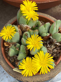 Conophytum Bilobum Cactus Seeds for Planting - Wildflower Mix, Heirloom & GMO Free Seeds for Home Garden