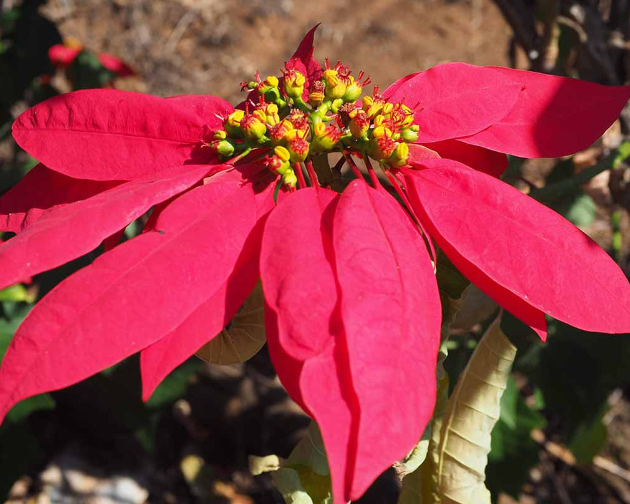 Deep Red Poinsettia Flower seeds for Planting - Sun Loving, Heirloom & GMO Free Seeds for Home Garden