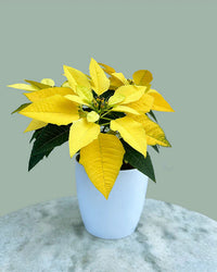 Light Yellow Poinsettia Flower seeds for Planting - Pollinator Friendly, Heirloom & GMO Free Seeds for Home Garden